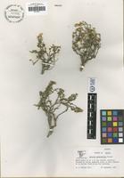 Isotype of Isocoma gypsophilia B. L. Turner [family ASTERACEAE]