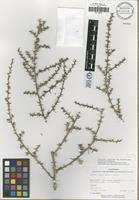 Isotype of Salsola ryanii Hrusa and J. F. Gaskin [family CHENOPODIACEAE]