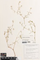 Isotype of Gomphrena occulta J.Palmer [family AMARANTHACEAE]