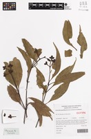 Isotype of Stockwellia quadrifida D.J.Carr, S.G.M.Carr & B.Hyland [family MYRTACEAE]