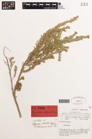 Isotype of Pityrodia serrata Munir [family LAMIACEAE]