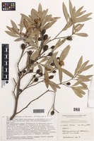 Isotype of Asteromyrtus arnhemica (Byrnes) Craven [family MYRTACEAE]