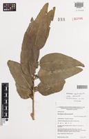 Isotype of Eucalyptus apodophylla Blakely & Jacobs subsp. provecta Brooker & Kleinig [family MYRTACEAE]