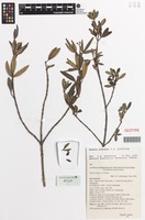 Isotype of Zieria covenyi J.A.Armstr. [family RUTACEAE]