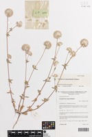 Isotype of Gomphrena magentitepala J.Palmer [family AMARANTHACEAE]