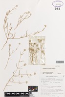 Isotype of Gomphrena connata J.Palmer [family AMARANTHACEAE]