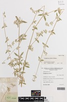 Isotype of Gomphrena eichleri J.Palmer [family AMARANTHACEAE]