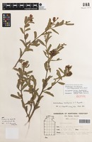 Isotype of Dodonaea barklyana (S.T.Reynolds) M.Harrington [family SAPINDACEAE]