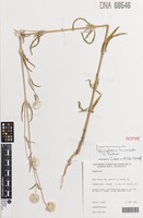 Isotype of Gomphrena lacinulata J.Palmer [family AMARANTHACEAE]