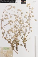 Isotype of Gomphrena floribunda J.Palmer [family AMARANTHACEAE]