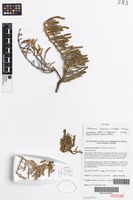 Isotype of Tecticornia annelida K.A.Sheph. & M.Lyons [family AMARANTHACEAE]