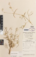 Isotype of Gomphrena arida J.Palmer [family AMARANTHACEAE]