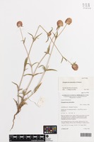 Isotype of Gomphrena atrorubra J.Palmer [family AMARANTHACEAE]