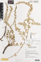 Holotype of Omegandra kanisii G.J.Leach & C.C.Townsend [family AMARANTHACEAE]