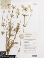 Isotype of Gomphrena rosula J.Palmer [family AMARANTHACEAE]