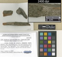 Isotype of Xyleborus sporodochifer R.C. Harris & Ladd [family STEREOCAULACEAE]