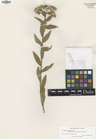 Isotype of Erigeron glabellus Nutt. var. mollis A.Gray [family ASTERACEAE]