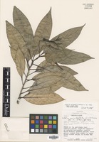 Isotype of Lobelia zelayensis Wilbur [family LOBELIACEAE]