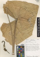 Isotype of Anthurium schottianum Croat & R.A.Baker [family ARACEAE]