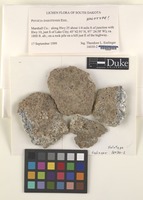 Holotype of Physcia dakotensis Essl. [family PHYSCIACEAE]
