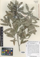 Holotype of Quercus elliotti Wilbur [family FAGACEAE]