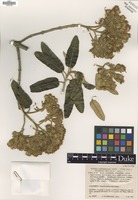 Isotype of Gynoxys perbracteosa Cuatrec. [family ASTERACEAE]
