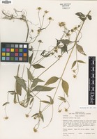 Isotype of Sabazia trifida J.J.Fay [family ASTERACEAE]