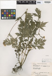 Paratype of Geum aleppicum Jacq. var. cuneatum B.Boivin [family ROSACEAE]