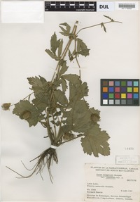Isotype of Geum aleppicum Jacq. var. cuneatum B.Boivin [family ROSACEAE]
