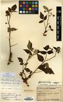 Syntype of Rubus sachalinensis H. Lev. [family ROSACEAE]
