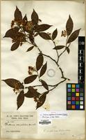 Isotype of Photinia amphidoxa (C.K. Schneid.) Rehder & E.H. Wilson [family ROSACEAE]