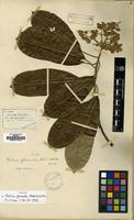 Syntype of Photinia glomerata Rehder & E.H.Wilson [family ROSACEAE]