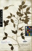 Syntype of Photinia parvifolia (Pritz.) C.K.Schneid. [family ROSACEAE]