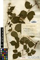 Isotype of Rubus atrebatum Newton [family ROSACEAE]