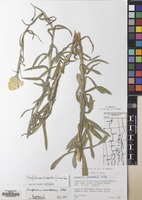 Filed as Pseudognaphalium cheiranthifolium (Lam.) Hilliard & B.L.Burtt [family COMPOSITAE]