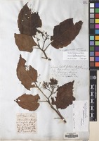 Filed as Cyphomandra betacea (Cav.) Sendtn. [family SOLANACEAE]