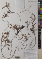 Filed as Rumex acetosella L. [family POLYGONACEAE]
