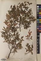 Filed as Nothofagus dombeyi (Mirb.) Oerst. [family NOTHOFAGACEAE]