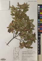 Filed as Nothofagus obliqua (Mirb.) Blume [family NOTHOFAGACEAE]