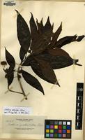 Isotype of Adina zschokkei Elmer [family RUBIACEAE]