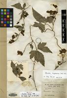 Isosyntype of Aconitum henryi Pritz. [family RANUNCULACEAE]