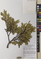 Filed as Nothofagus dombeyi (Mirb.) Oerst. [family NOTHOFAGACEAE]