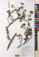 Filed as Nothofagus antarctica (G.Forst.) Oerst. [family NOTHOFAGACEAE]