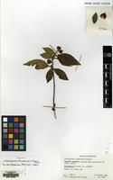 Holotype of Cotoneaster thimphuensis J.Fryer & B.Hylmö [family ROSACEAE]