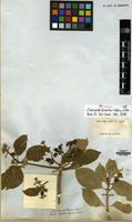 Isosyntype of Mussaenda tomentosa WIght & Arn. [family RUBIACEAE]