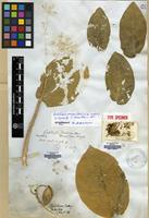 Isosyntype of Calotropis hamiltonii Wight [family APOCYNACEAE]