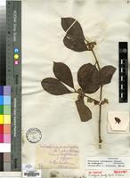 Type of Tricalysia pachystigma K.Schum. [family RUBIACEAE]