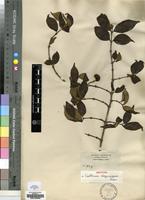 Isotype of Canthium oligocarpum Hiern [family RUBIACEAE]
