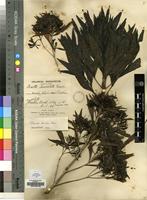 Type of Pavetta tristis Bremek. [family RUBIACEAE]
