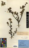 Paratype of Cotoneaster sanguineus T.T.Y„ [family ROSACEAE]